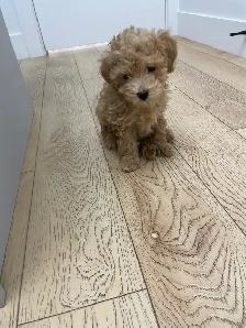 CKC Toy Poodles - Photo 4