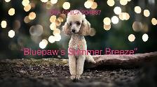 CKC Toy Poodles - Photo 6