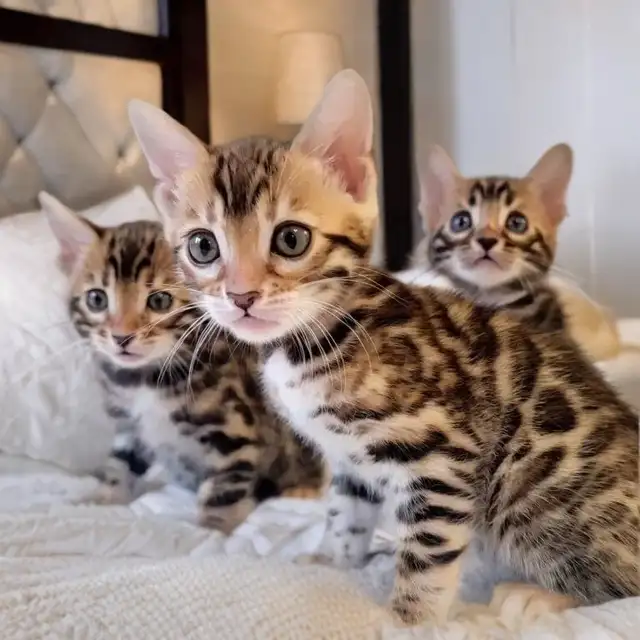 Bengal Kittens