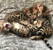 Bengal Kittens - Photo 2