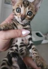 Bengal Kittens - Photo 3