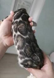 Bengal Kittens - Photo 4