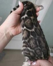 Bengal Kittens - Photo 5