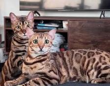 Bengal Kittens - Photo 6