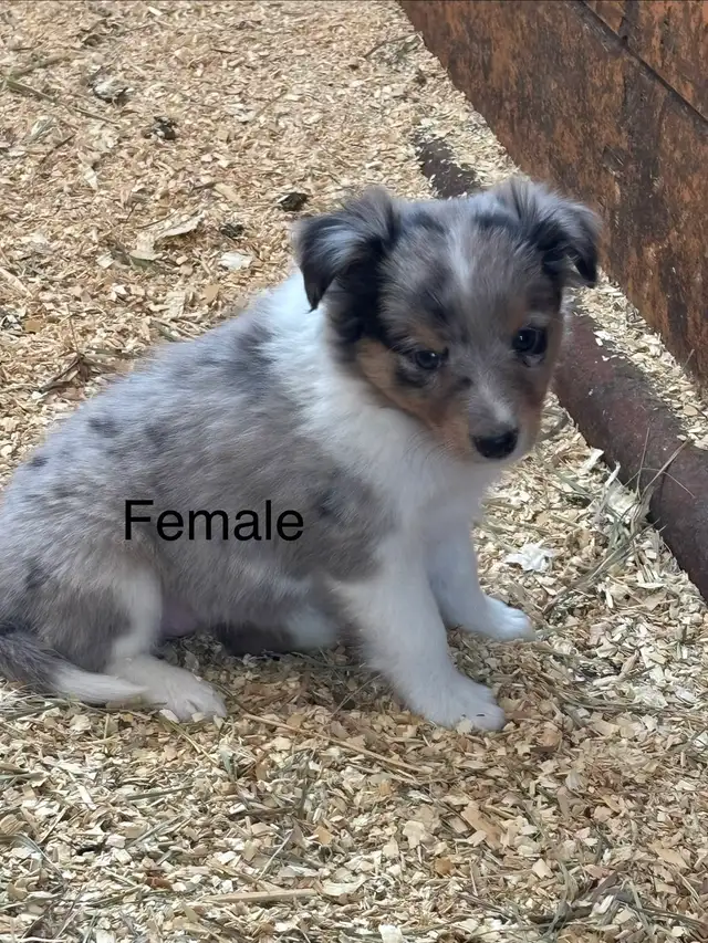 beautiful and loyal