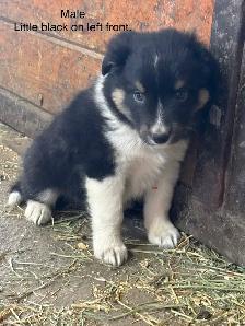 beautiful and loyal - Photo 2