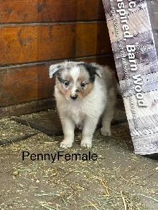beautiful and loyal - Photo 3