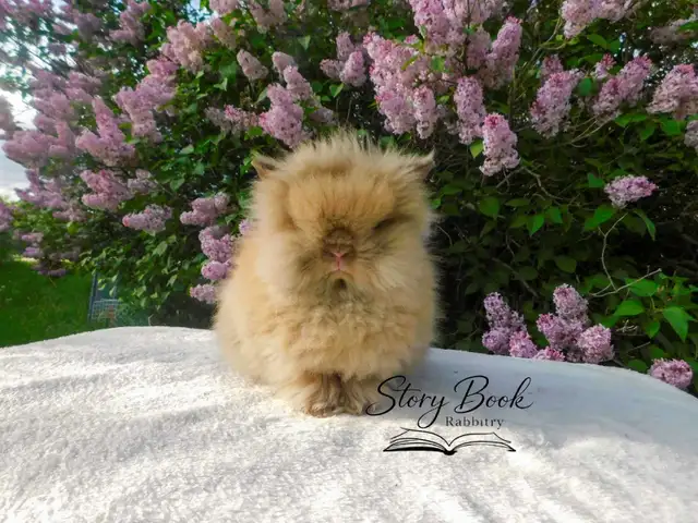 Purebred Floofy Lionhead