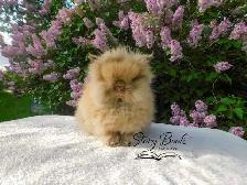 Purebred Floofy Lionhead
