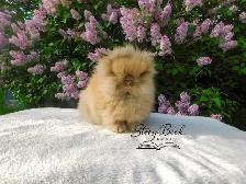 Purebred Floofy Lionhead - Photo 2