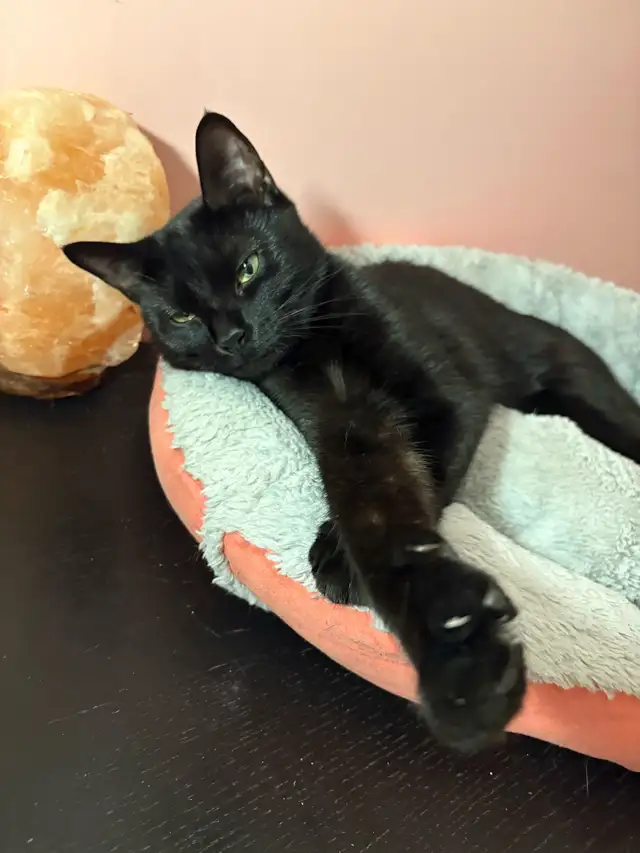 Chatte Adulte à Donner