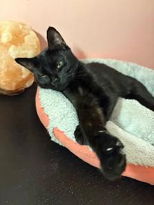 Chatte Adulte à Donner