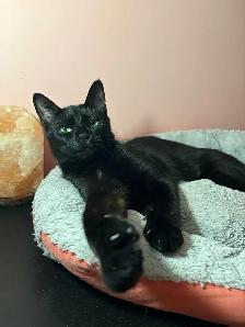 Chatte Adulte à Donner - Photo 2