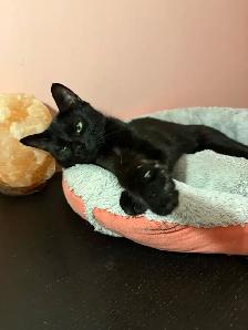 Chatte Adulte à Donner - Photo 3