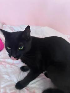 Chatte Adulte à Donner - Photo 4