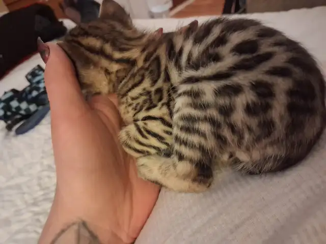 Snow Lynx   Brown Bengal Kittens