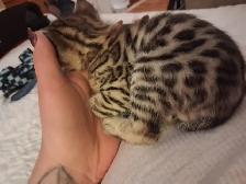 Snow Lynx   Brown Bengal Kittens