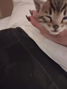 Snow Lynx   Brown Bengal Kittens - Photo 2