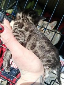 Snow Lynx   Brown Bengal Kittens - Photo 3