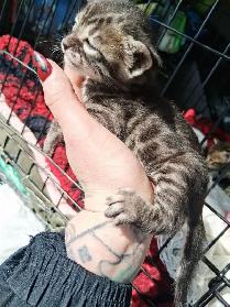 Snow Lynx   Brown Bengal Kittens - Photo 4