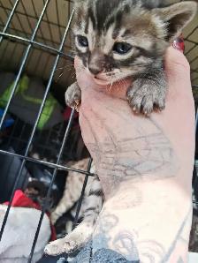 Snow Lynx   Brown Bengal Kittens - Photo 5