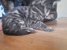 Snow Lynx   Brown Bengal Kittens - Photo 6