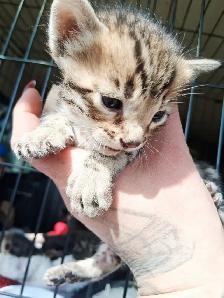 Snow Lynx   Brown Bengal Kittens - Photo 7