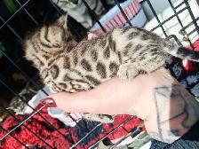 Snow Lynx   Brown Bengal Kittens - Photo 8