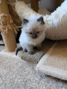 Beautiful Ragdoll kittens