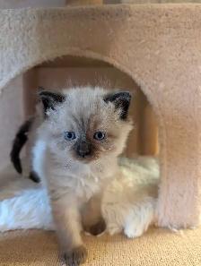Beautiful Ragdoll kittens - Photo 2