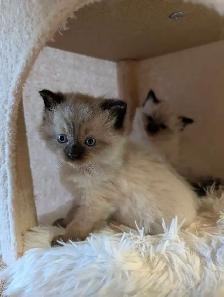 Beautiful Ragdoll kittens - Photo 3