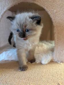 Beautiful Ragdoll kittens - Photo 4