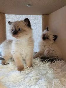 Beautiful Ragdoll kittens - Photo 5