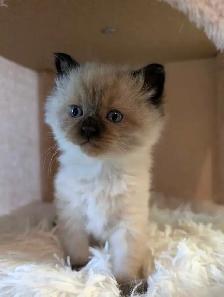 Beautiful Ragdoll kittens - Photo 6