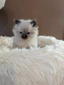 Beautiful Ragdoll kittens - Photo 7