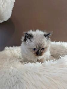 Beautiful Ragdoll kittens - Photo 8
