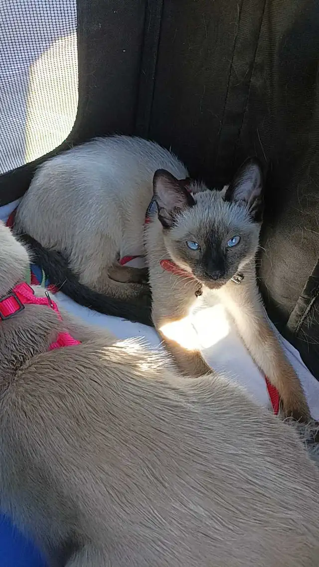 PUREBRED 3RD GEN SIAMESE