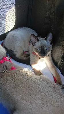 PUREBRED 3RD GEN SIAMESE