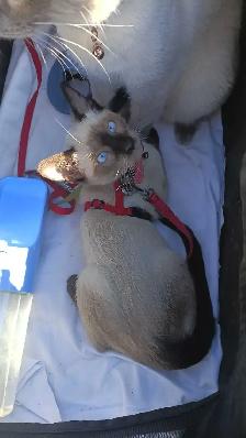 PUREBRED 3RD GEN SIAMESE - Photo 2
