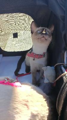 PUREBRED 3RD GEN SIAMESE - Photo 5
