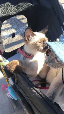 PUREBRED 3RD GEN SIAMESE - Photo 7
