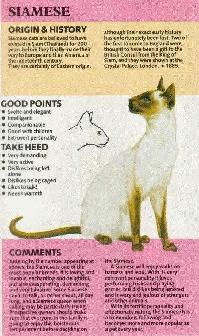 PUREBRED 3RD GEN SIAMESE - Photo 9