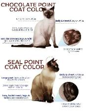 PUREBRED 3RD GEN SIAMESE - Photo 10