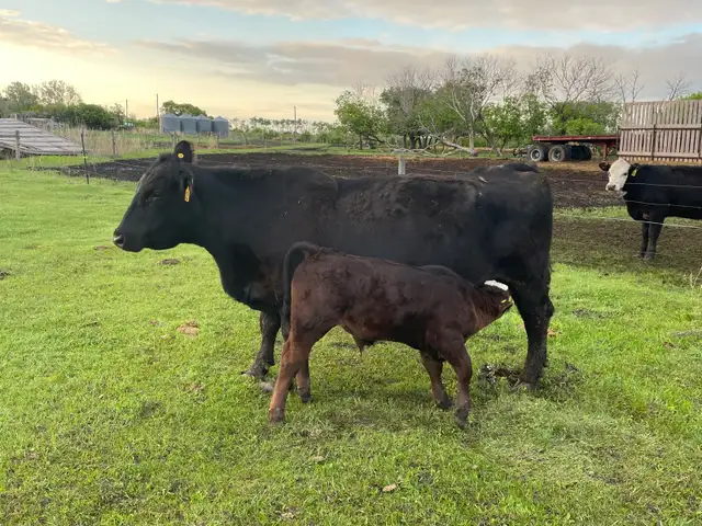 Cow/calf Pair for sale