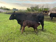Cow/calf Pair for sale
