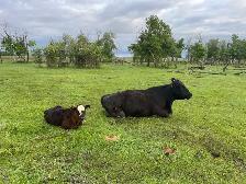 Cow/calf Pair for sale - Photo 2