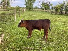 Cow/calf Pair for sale - Photo 3
