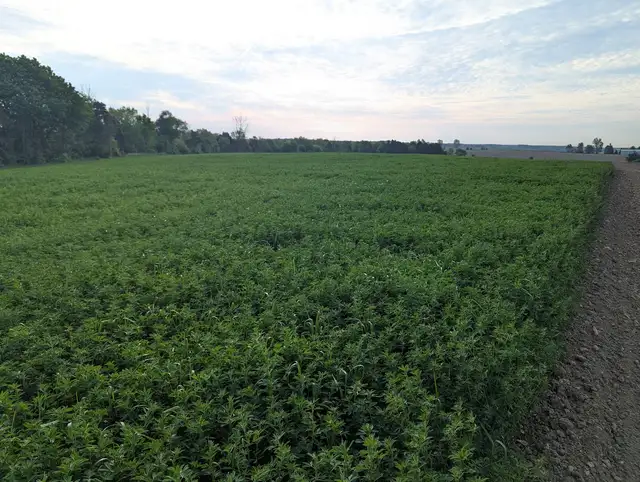 Organic Alfalfa Hay