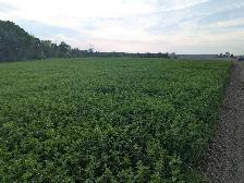 Organic Alfalfa Hay