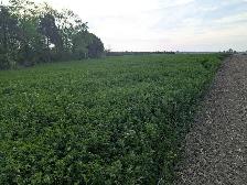Organic Alfalfa Hay - Photo 2